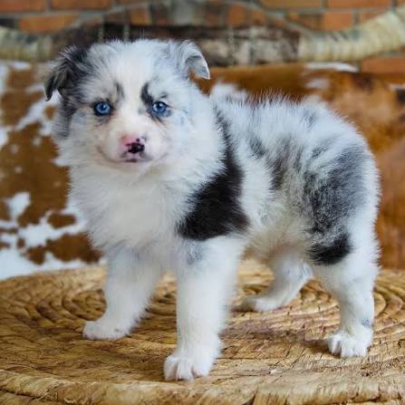 AustralianShepherd